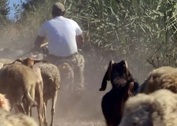 Συνελήφθη κτηνοτρόφος για παράνομες επιδοτήσεις μέσω ΟΠΕΚΕΠΕ – Έπαιρνε λεφτά για πρόβατα που δεν είχε