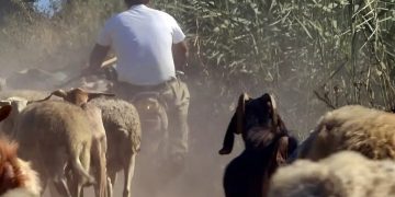 Alldaynews.gr Συνελήφθη κτηνοτρόφος για παράνομες επιδοτήσεις μέσω ΟΠΕΚΕΠΕ – Έπαιρνε λεφτά για πρόβατα που δεν είχε