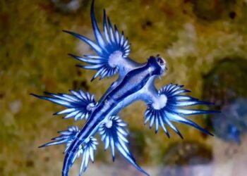 Συναγερμός στη Μεσόγειο: Θανατηφόρα θαλάσσια πλάσματα «έκλεισαν» παραλίες – Τι είναι οι «μπλε δράκοι»