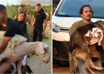 Εικόνες που συγκλονίζουν στην Αχαΐα – Παίρνουν αγκαλιά τα ζώα τους για να τα σώσουν