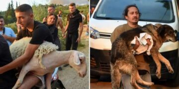 Alldaynews.gr Εικόνες που συγκλονίζουν στην Αχαΐα – Παίρνουν αγκαλιά τα ζώα τους για να τα σώσουν