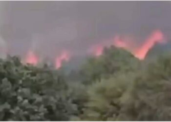 ΕΚΤΟΣ ΕΛΕΓΧΟΥ Η ΦΩΤΙΑ: ΚΤΗΝΟΤΡΟΦΟΙ ΑΠΟΜΑΚΡΥΝΟΥΝ ΤΑ ΖΩΑ ΤΟΥΣ – ΕΝΙΣΧΥΘΗΚΑΝ ΟΙ ΔΥΝΑΜΕΙΣ