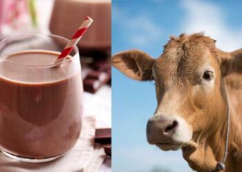 Είναι αλήθεια: 23 εκατ. Αμερικανών πιστεύουν πως οι καφέ αγελάδες παράγουν σοκολατούχο γάλα