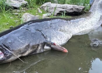 Ψαράς στην Τσεχία έβγαλε γατόψαρο μήκους 2,68 μέτρων μετά από μάχη 50 λεπτών