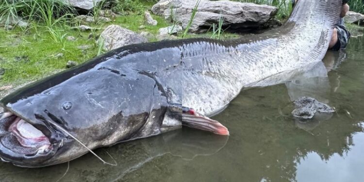 Ψαράς στην Τσεχία έβγαλε γατόψαρο μήκους 2,68 μέτρων μετά από μάχη 50 λεπτών