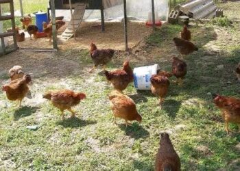 Φρίκη: Άνδρας κακοποıούσε σeξουαλικά τις κότες του στο υπόγειο του