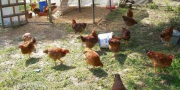 Φρίκη: Άνδρας κακοποıούσε σeξουαλικά τις κότες του στο υπόγειο του