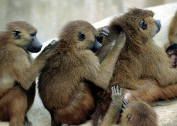 Προσωπικό ζωολογικού κήπου αποφάσισε να θανατώσει 12 υγιείς μπαμπουίνους και να τους πετάξει στα λιοντάρια