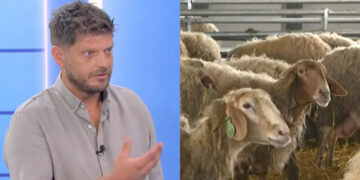 Alldaynews.gr Χρήστος Ντεντόπουλος: «Έχασα 90 πρόβατα από την ευλογιά – Είχαν πεθάνει 5 μέρες πριν έρθει το κλιμάκιο και, όταν τα έθαψα, δεν τα πήραν ποτέ»