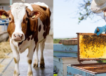 Σκάνδαλο ΟΠΕΚΕΠΕ: Τα «βιολογικά» μελίσσια και ζώα – Ένας στους τρεις ελέγχους «δείχνει» απάτη