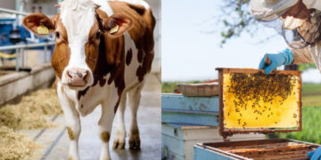 Alldaynews.gr Σκάνδαλο ΟΠΕΚΕΠΕ: Τα «βιολογικά» μελίσσια και ζώα – Ένας στους τρεις ελέγχους «δείχνει» απάτη