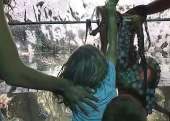 Χταπόδι επιτέθηκε σε 6χρονο σε ενυδρείο – Γέμισε μώλωπες το χέρι του