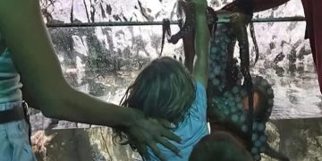 Χταπόδι επιτέθηκε σε 6χρονο σε ενυδρείο – Γέμισε μώλωπες το χέρι του