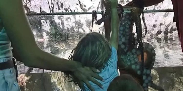 Χταπόδι επιτέθηκε σε 6χρονο σε ενυδρείο – Γέμισε μώλωπες το χέρι του