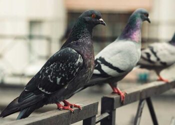 Tα περιστέρια στο μπαλκόνι δε φοβούνται πια τα κρεμασμένα CD – Υπάρχει όμως ένα μπαχαρικό που απεχθάνονται και θα τα διώξει