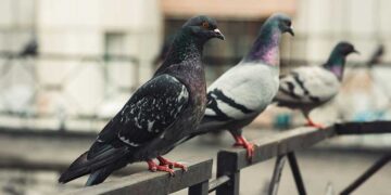 Alldaynews.gr Tα περιστέρια στο μπαλκόνι δε φοβούνται πια τα κρεμασμένα CD – Υπάρχει όμως ένα μπαχαρικό που απεχθάνονται και θα τα διώξει