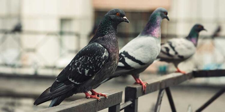 Alldaynews.gr Tα περιστέρια στο μπαλκόνι δε φοβούνται πια τα κρεμασμένα CD – Υπάρχει όμως ένα μπαχαρικό που απεχθάνονται και θα τα διώξει