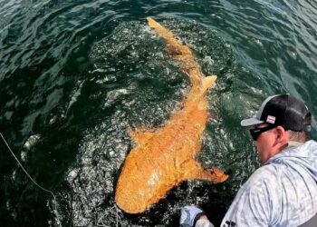 Εντοπίστηκε πορτοκαλί καρχαρίας με λευκά μάτια – Ο μοναδικός στο είδος του που έχει βρεθεί ποτέ