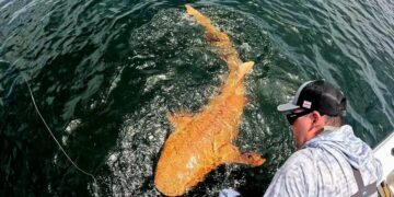 Alldaynews.gr Εντοπίστηκε πορτοκαλί καρχαρίας με λευκά μάτια – Ο μοναδικός στο είδος του που έχει βρεθεί ποτέ