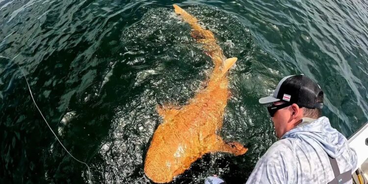 Alldaynews.gr Εντοπίστηκε πορτοκαλί καρχαρίας με λευκά μάτια – Ο μοναδικός στο είδος του που έχει βρεθεί ποτέ