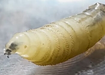 Νέος εφιάλτης: Εντοπίστηκε σπάνιο παράσιτο που «τρώει» ανθρώπινη σάρκα