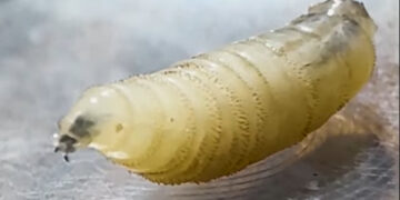 Νέος εφιάλτης: Εντοπίστηκε σπάνιο παράσιτο που «τρώει» ανθρώπινη σάρκα