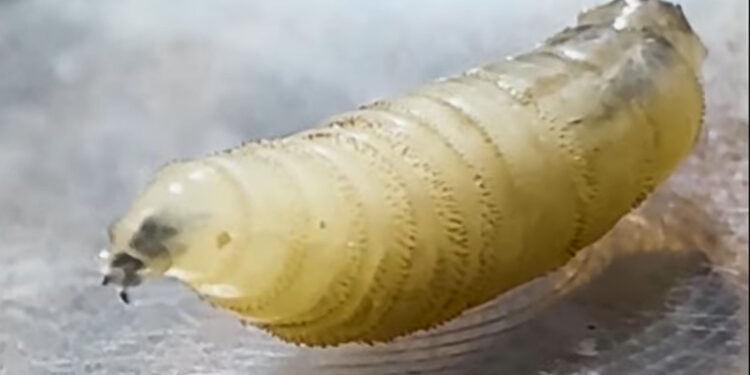 Νέος εφιάλτης: Εντοπίστηκε σπάνιο παράσιτο που «τρώει» ανθρώπινη σάρκα