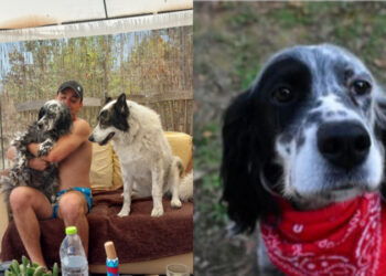 Άγνωστος πυροβόλησε και σκότωσε τον σκύλο οικογένειας μέσα στο σπίτι τους – «Υπάρχει ένας δολοφόνος ανάμεσά μας»