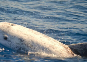 Εντυπωσιακή καταγραφή: Το μεγαλύτερο δελφίνι των ελληνικών θαλασσών εντοπίστηκε στην τάφρο της Ικαρίας