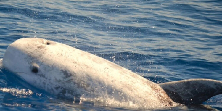 Alldaynews.gr Εντυπωσιακή καταγραφή: Το μεγαλύτερο δελφίνι των ελληνικών θαλασσών εντοπίστηκε στην τάφρο της Ικαρίας