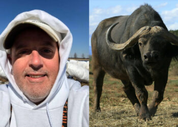 52χρονος εκατομμυριούχος που είχε θανατώσει δεκάδες άγρια ζώα πλήρωσε 10.000 για να σκοτώσει βούβαλο αλλά δεν πήγε και πολύ καλά