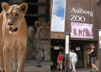 «Έχετε ανεπιθύμητα κατοικίδια;» – Ζωολογικός κήπος ζητά δωρεές κατοικιδίων για τροφή των αρπακτικών