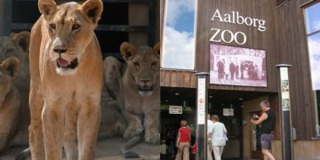 Alldaynews.gr «Έχετε ανεπιθύμητα κατοικίδια;» – Ζωολογικός κήπος ζητά δωρεές κατοικιδίων για τροφή των αρπακτικών