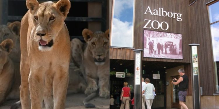 Alldaynews.gr «Έχετε ανεπιθύμητα κατοικίδια;» – Ζωολογικός κήπος ζητά δωρεές κατοικιδίων για τροφή των αρπακτικών