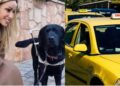 Alldaynews.gr Οδηγός ταξί αρνήθηκε στην τυφλή Παραολυμπιονίκη Καρολίνα Πελενδρίτου να έχει μαζί της τον σκύλο οδηγό της