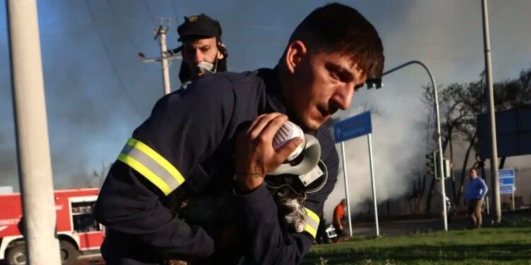 Alldaynews.gr Πυροσβέστες έσωσαν γατάκια από τη φωτιά στο εργοστάσιο στο Μενίδι