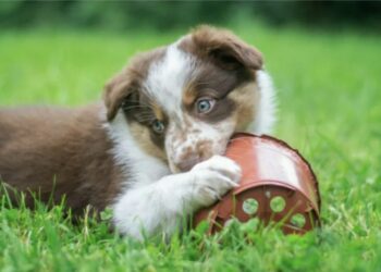 Το ΣτΕ επικύρωσε φυλάκιση 5 μηνών και πρόστιμο €270.000 σε συνταξιούχο που σκότωσε με τσάπα 8 κουτάβια