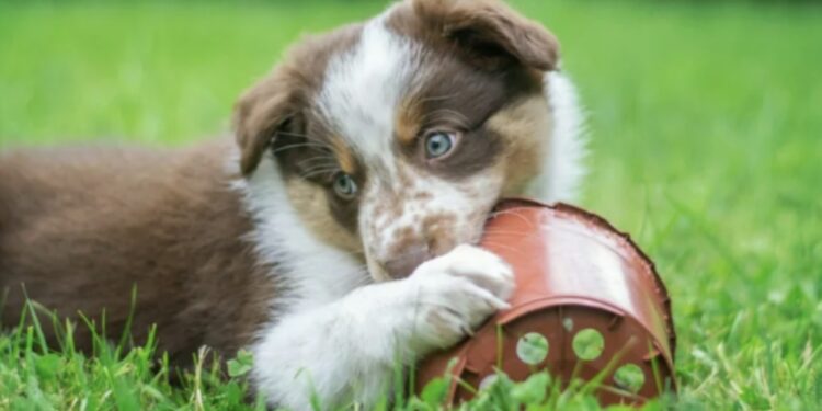 Alldaynews.gr Το ΣτΕ επικύρωσε φυλάκιση 5 μηνών και πρόστιμο €270.000 σε συνταξιούχο που σκότωσε με τσάπα 8 κουτάβια