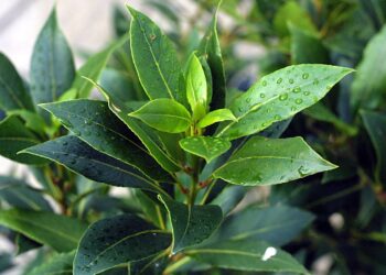 ΠΟΙΟ ΕΙΝΑΙ το βότανο των Δελφών που αντιμετωπίζει τις πέτρες στα νεφρά, βελτιώνει τη μνήμη και καταπολεμά τον καρκίνο