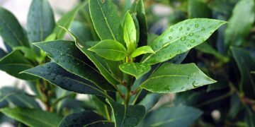 Alldaynews.gr ΠΟΙΟ ΕΙΝΑΙ το βότανο των Δελφών που αντιμετωπίζει τις πέτρες στα νεφρά, βελτιώνει τη μνήμη και καταπολεμά τον καρκίνο