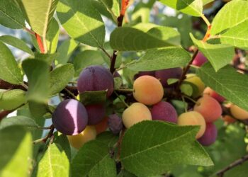 Οστεοπόρωση: Τα φρούτα που κάθε 50αρα πρέπει να τρώει για γερά οστά