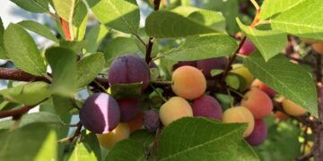 Οστεοπόρωση: Τα φρούτα που κάθε 50αρα πρέπει να τρώει για γερά οστά