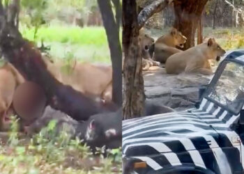 Αγέλη λιονταριών κατασπάραξε φύλακα ζωολογικού κήπου – «Τον πλησίασε αθόρυβα και τον άρπαξε»