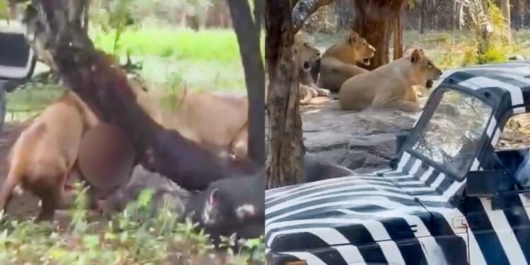Αγέλη λιονταριών κατασπάραξε φύλακα ζωολογικού κήπου – «Τον πλησίασε αθόρυβα και τον άρπαξε»