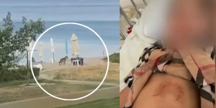 Alldaynews.gr Βίντεο με τον λύκο που επιτέθηκε και τραυμάτισε ένα 5χρονο κοριτσάκι στη Χαλκιδική