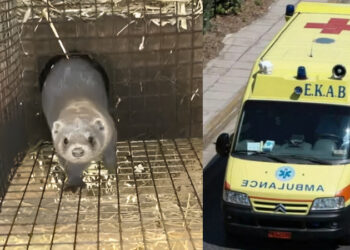 Σοκ στους Μανιάκους: Μινκ επιτέθηκε και ακρωτηρίασε το χέρι ηλικιωμένης που ήταν καθηλωμένη στο κρεβάτι της