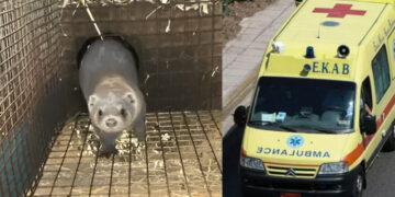 Σοκ στους Μανιάκους: Μινκ επιτέθηκε και ακρωτηρίασε το χέρι ηλικιωμένης που ήταν καθηλωμένη στο κρεβάτι της