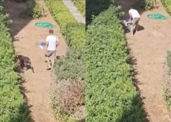 Σκηνές φρίκης: Άνδρας «εκπαιδεύει» τα σκυλιά του σκοτώνοντας γατάκια σε πάρκο