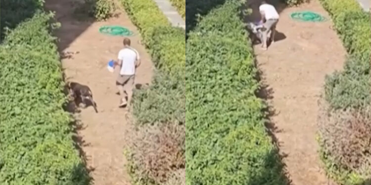 Σκηνές φρίκης: Άνδρας «εκπαιδεύει» τα σκυλιά του σκοτώνοντας γατάκια σε πάρκο