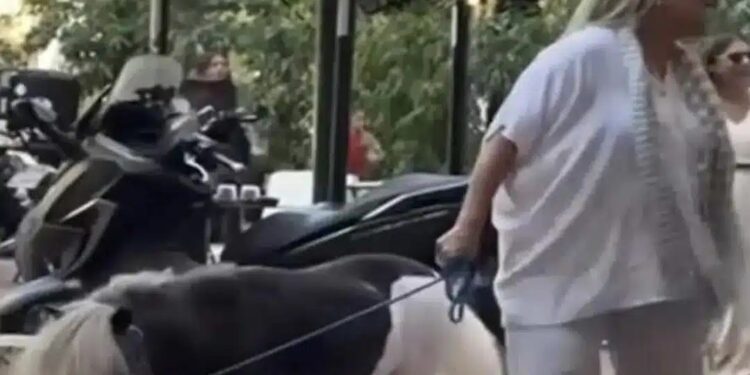 Alldaynews.gr Γυναίκα έβγαλε βόλτα το πόνυ της στο κέντρο της Αθήνας